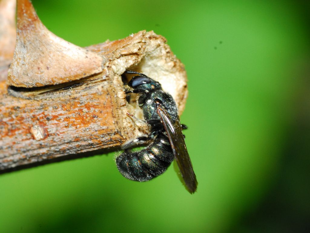 Un piccolo imenottero al nido? Apidae: Ceratina sp. (Xilocopini)